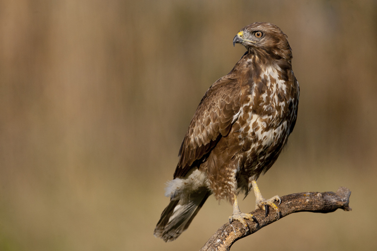 Common Buzzard hide | PhotoLogistics