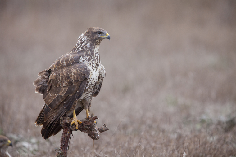 Wintering raptors hide Ivars | Agencia de viajes para fotógrafos de ...