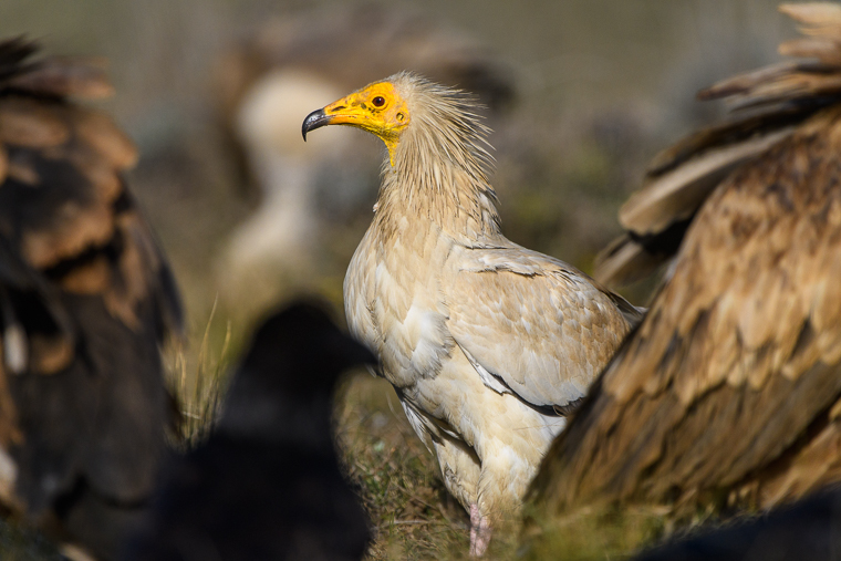 Vulture hides in Fígols | Agencia de viajes para fotógrafos de naturaleza