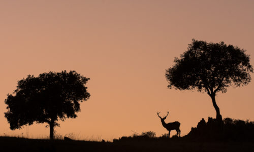 deer-hide-andujar-ciervo