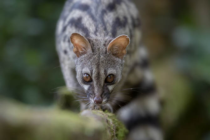 Hide for Genet and Stone Marten lit by lamps | Agencia de viajes para ...